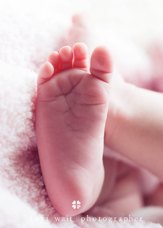 Newborn Photography Madison Wisconsin