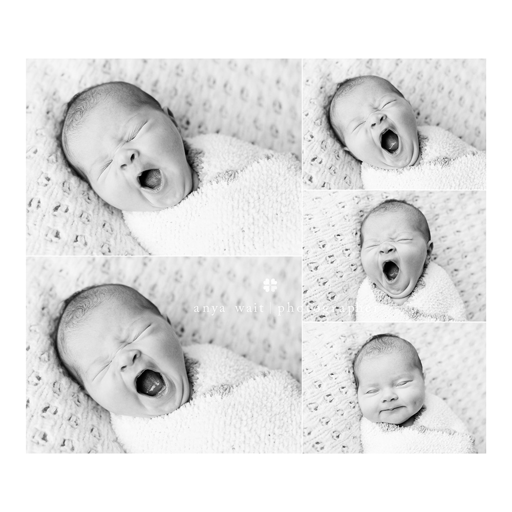 Newborn Portraits Madison Wisconsin