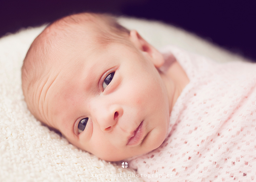 Newborn Portraits Madison Wisconsin